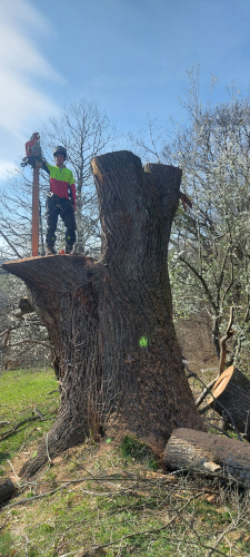 Tree cutting example 1