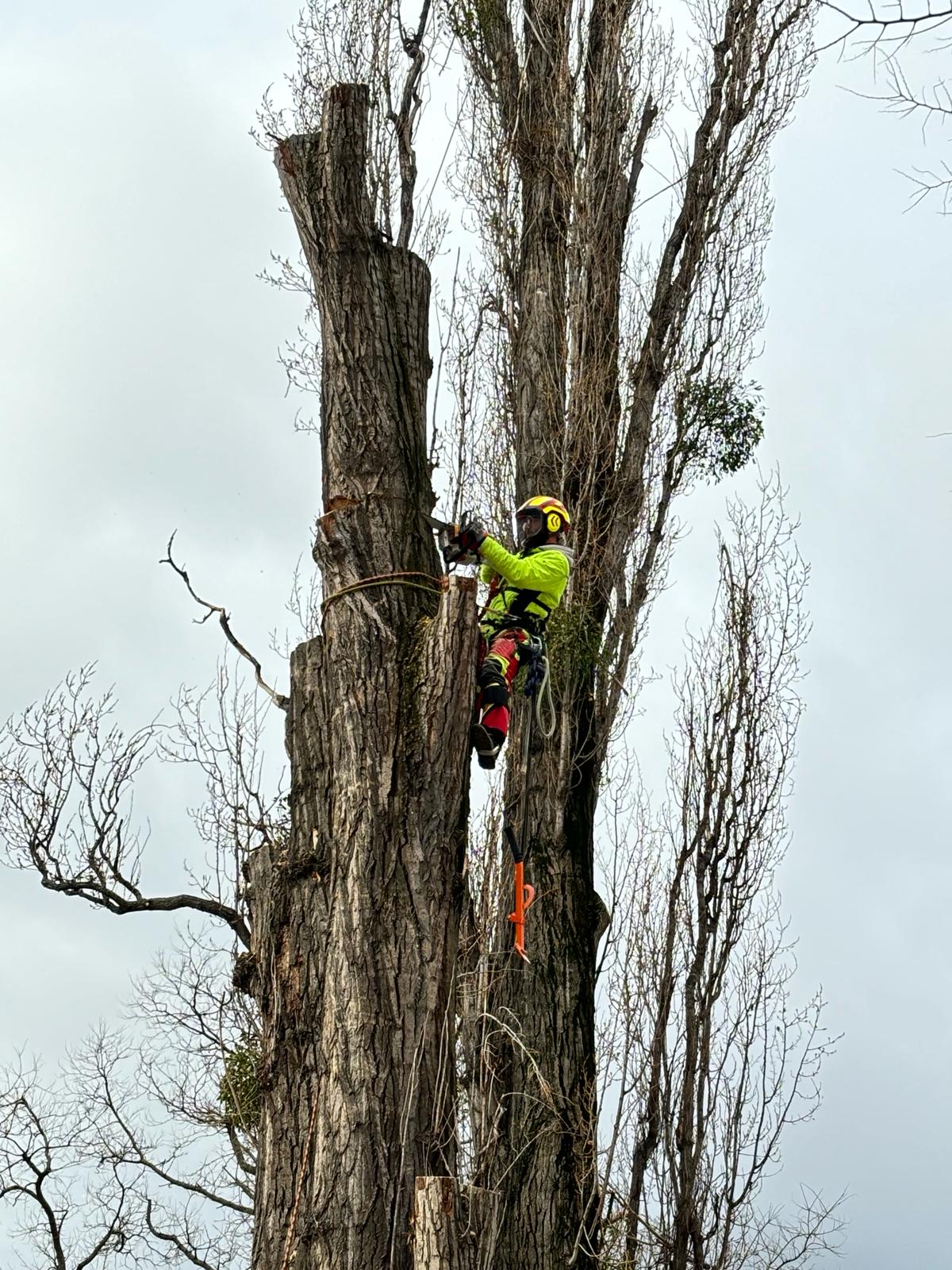 Tree cutting example 4