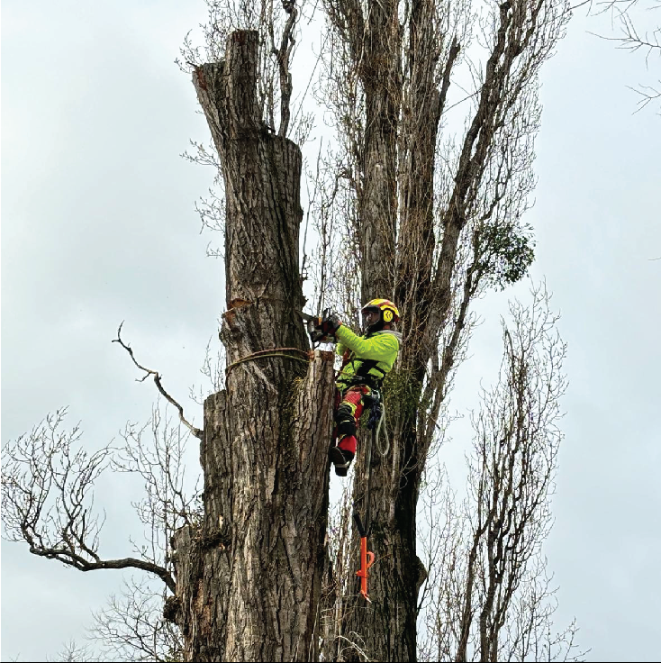 Tree cutting